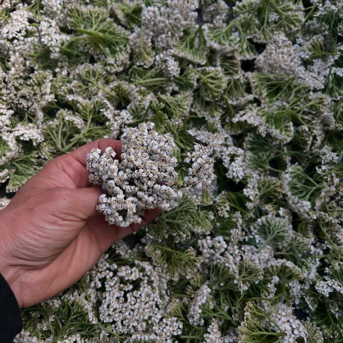 Hand holding a cluster of white yarrow flowers against a background of yarrow cuttings