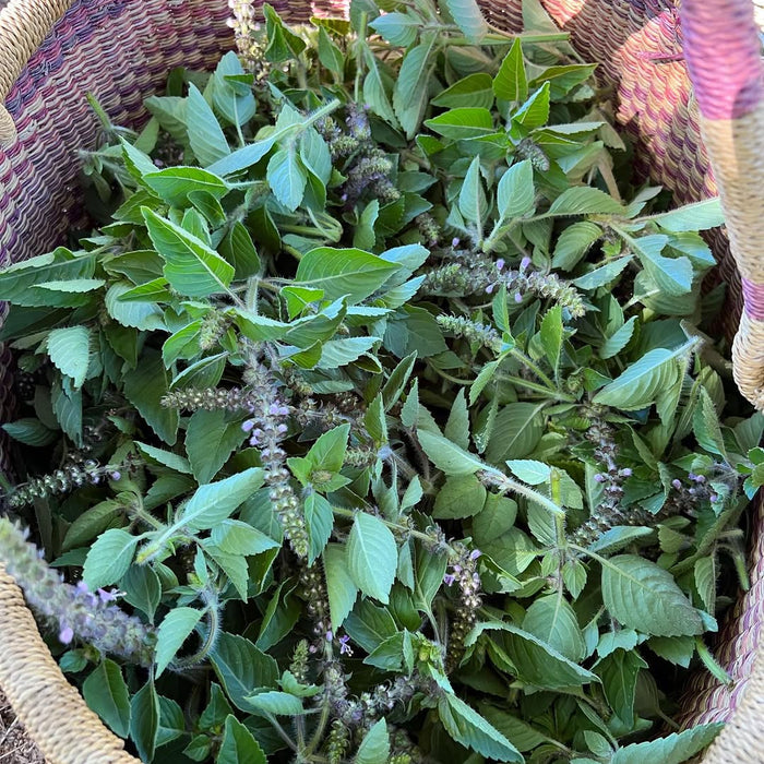 Basket filled with fresh basil cuttings, with green leaves and small purple flowers