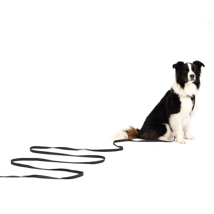 Dog sitting on a white background with a black leash in front of it