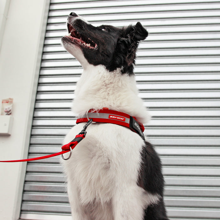 Dog with red harness and leash in front of a metal shutter.