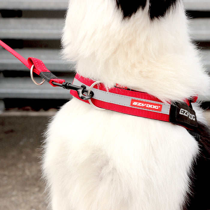 Red dog harness with black and white dog in a park setting