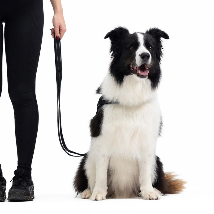 Black and white dog sitting on a white background with a person holding a leash.
