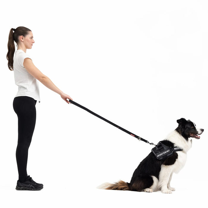 Woman walking a dog on a leash with a harness on a white background