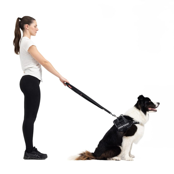 Woman walking a dog on a leash with a harness, on a white background