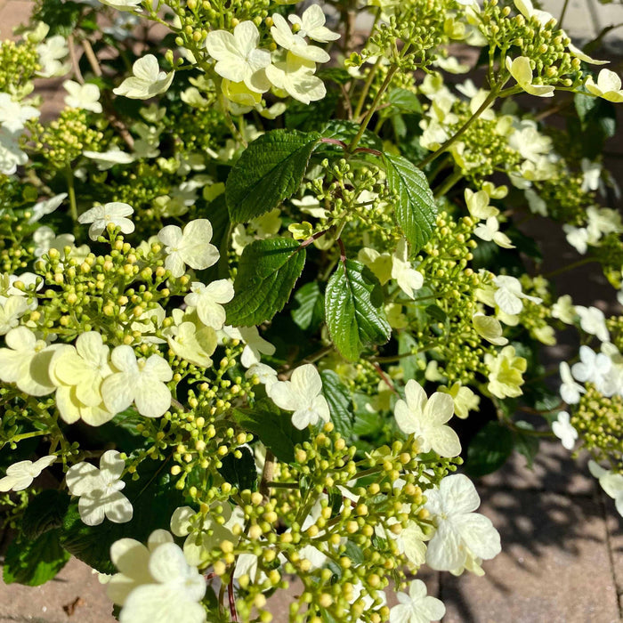 Viburnum - Summer Snowflake - 5 gallon - Hicks Nurseries