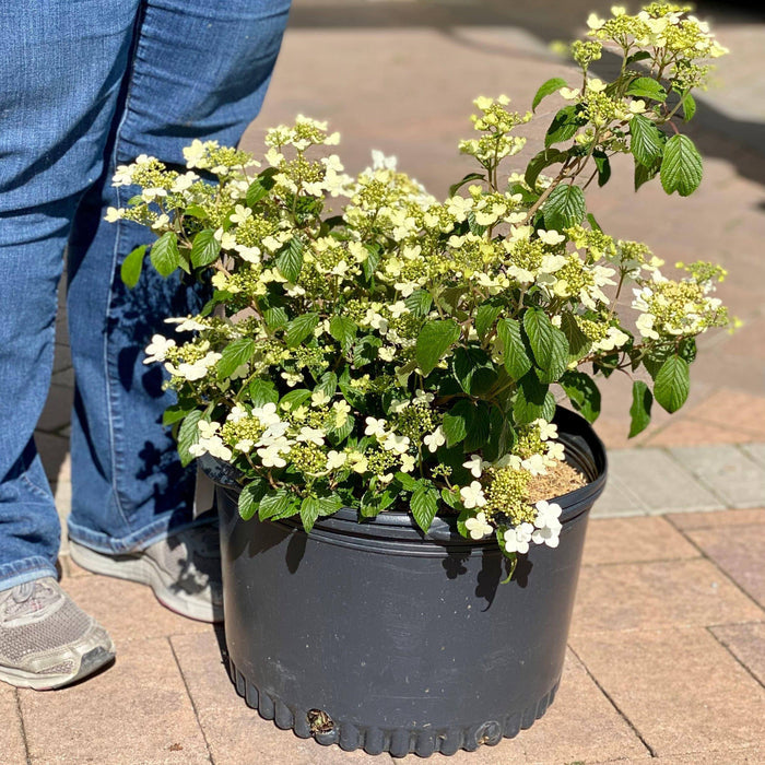Viburnum - Summer Snowflake - 5 gallon - Hicks Nurseries