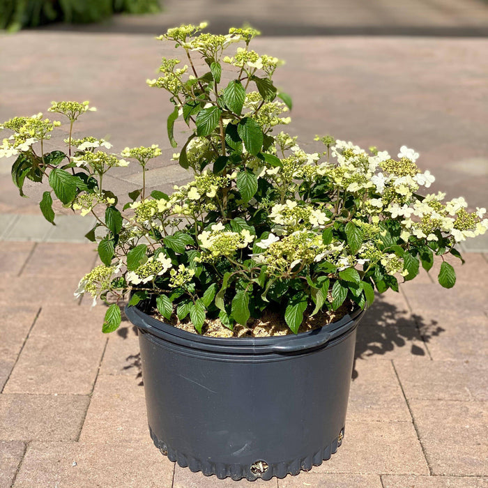 Viburnum - Summer Snowflake - 5 gallon - Hicks Nurseries
