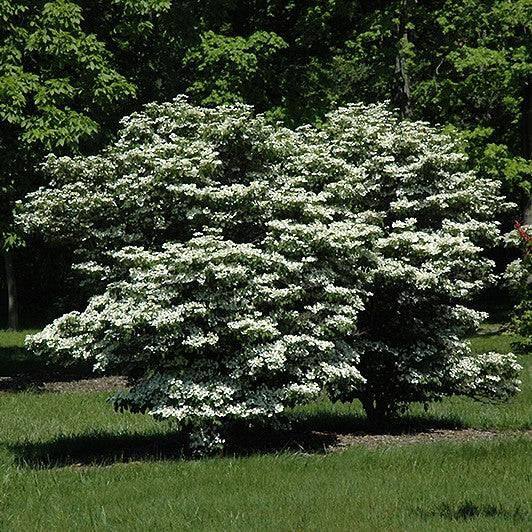 Viburnum - Summer Snowflake - 5 gallon - Hicks Nurseries