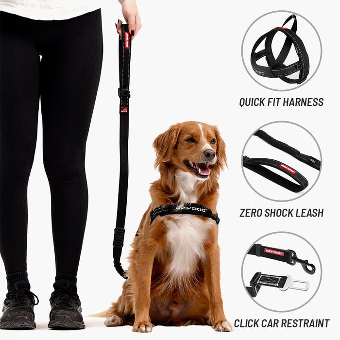 Dog wearing a harness with a leash, standing next to a person, on a white background.