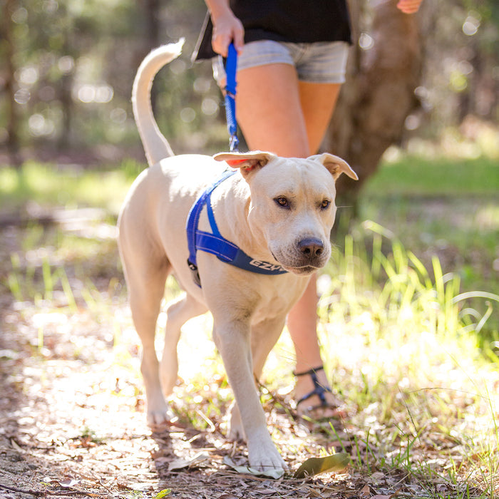 Dog on a leash with a person walking outdoors in a natural setting