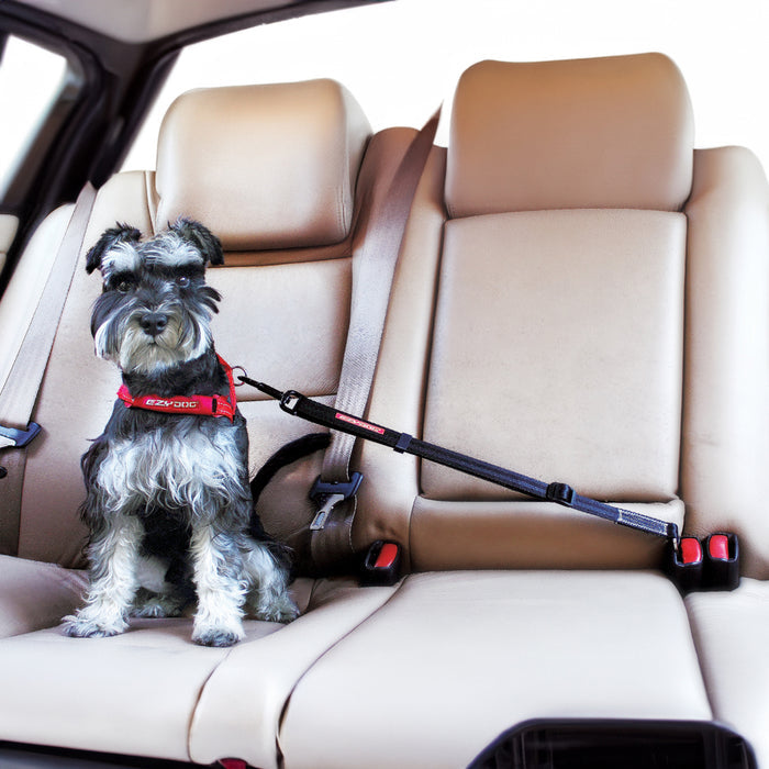 Dog sitting in a car with a seat belt harness, wearing a red harness.
