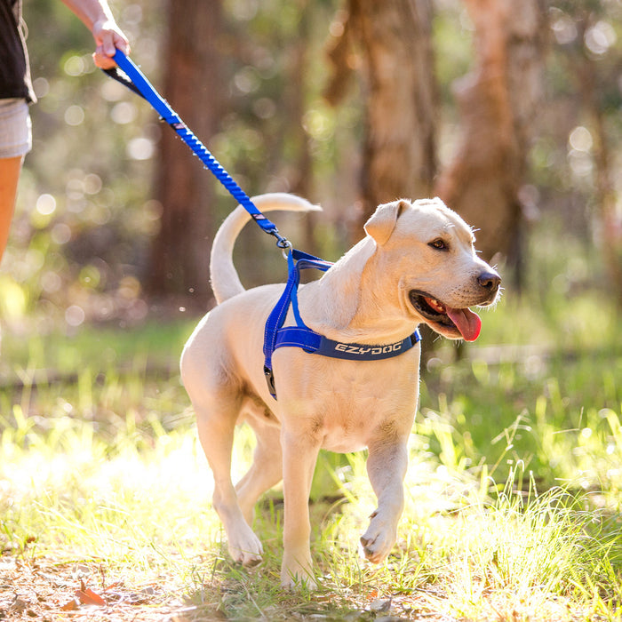 Dog on a leash in a park with a blurred background