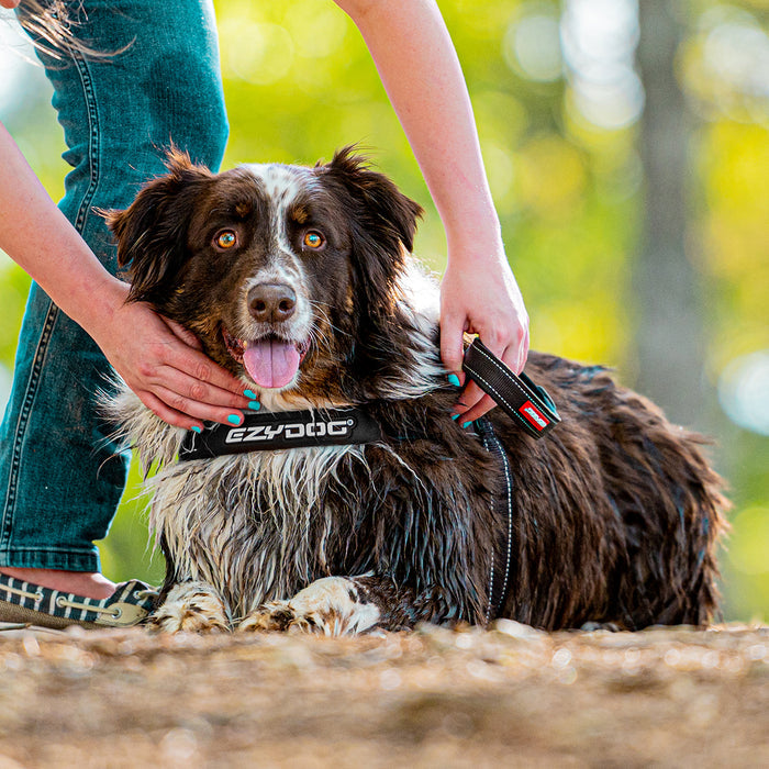 Dog wearing an EzyDog harness with a blurred natural background