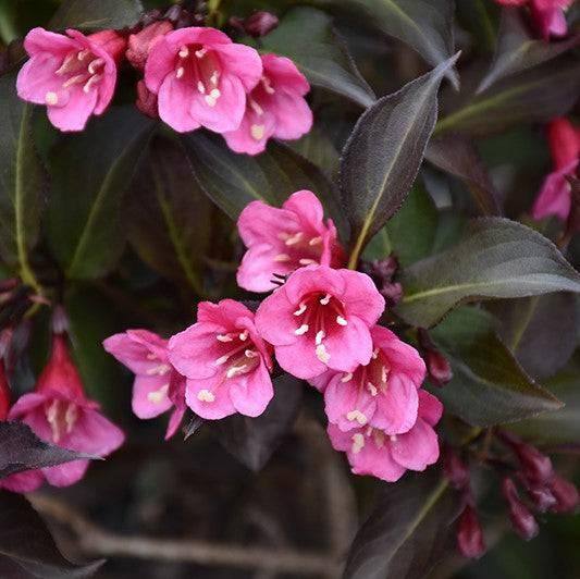 Weigela - Wine and Roses - 3 gallon - Hicks Nurseries