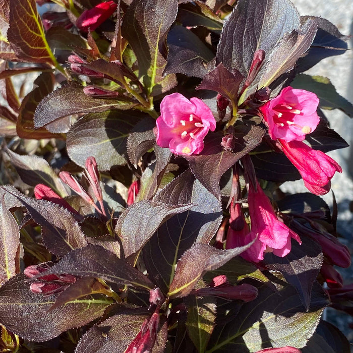 Weigela - Wine and Roses - 5 gallon - Hicks Nurseries
