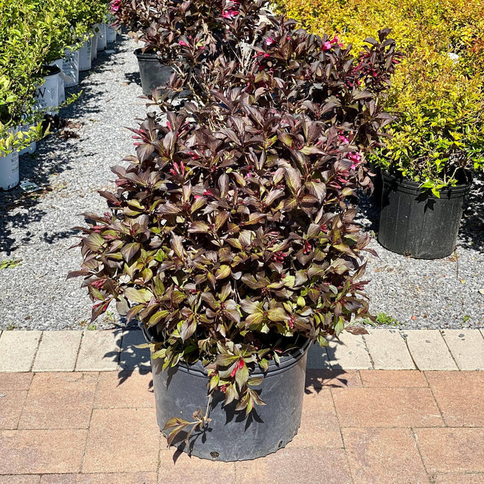 Weigela - Wine and Roses - 5 gallon - Hicks Nurseries
