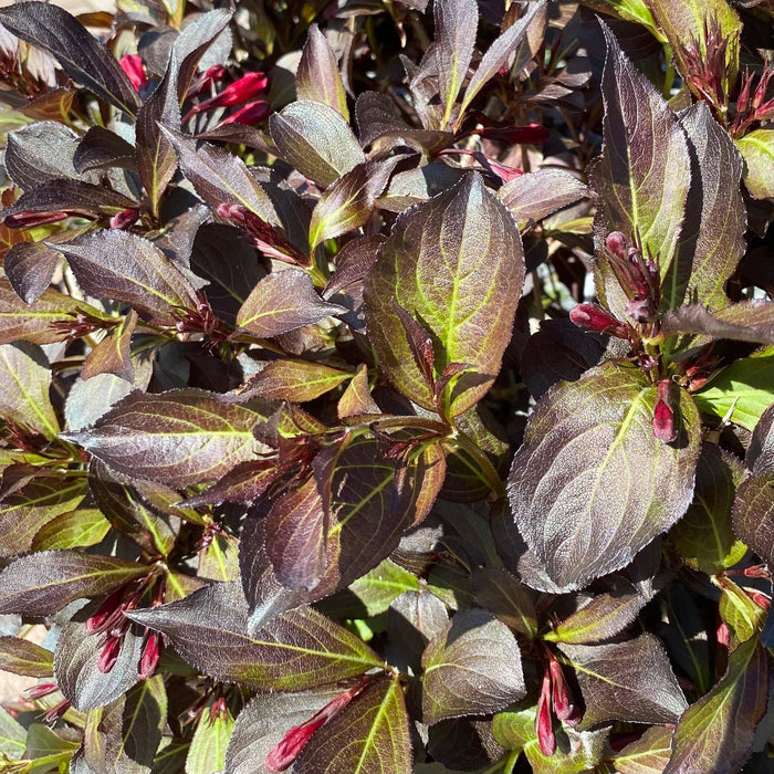 Weigela - Wine and Roses - 5 gallon - Hicks Nurseries