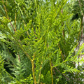 Western Red Cedar - 4-5' - Balled & Burlapped - Hicks Nurseries