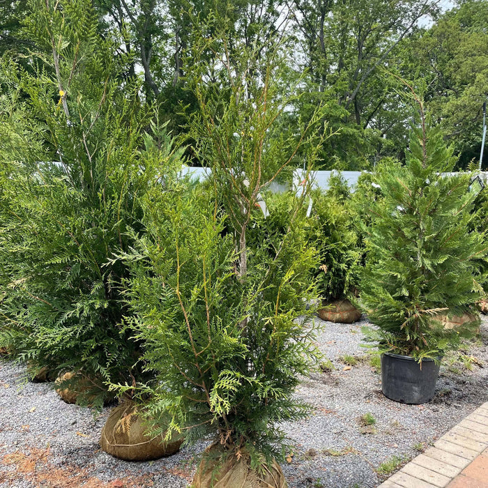 Western Red Cedar - 4-5' - Balled & Burlapped - Hicks Nurseries