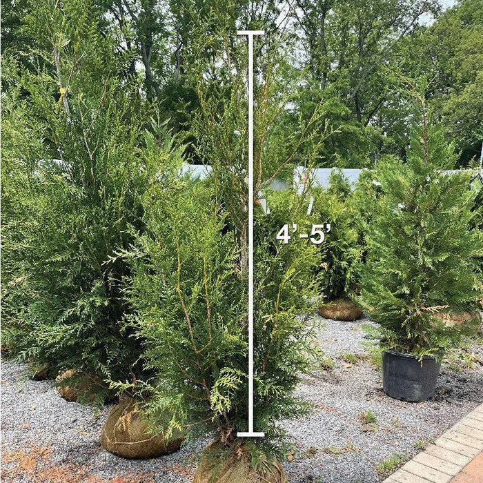 Western Red Cedar - 4-5' - Balled & Burlapped - Hicks Nurseries
