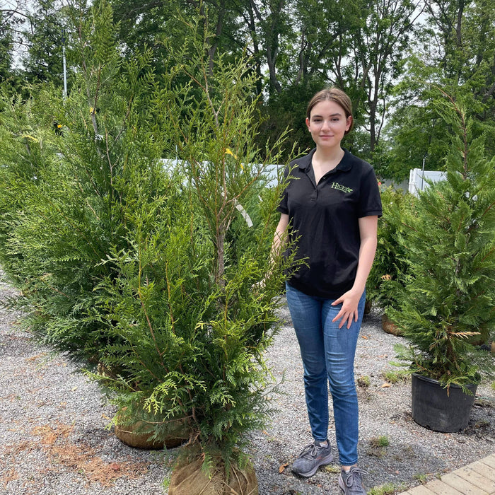 Western Red Cedar - 4-5' - Balled & Burlapped - Hicks Nurseries