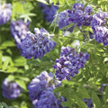 The Wisteria Amethyst Falls (10 gallon) from Pickup & Local Delivery Only displays clusters of vibrant purple blooms and green leaves, creating a lush scene that attracts birds and butterflies.