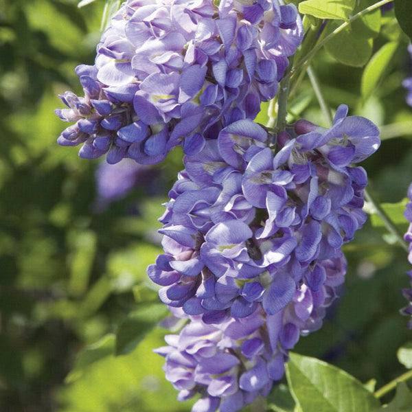 Close-up of fragrant purple Wisteria – Amethyst Falls – 10 gallon by Pickup & Local Delivery Only, blooming on a vine with green leaves in sunlight. These stunning flowers attract birds and butterflies to your garden.