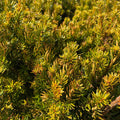 Yew - Hatfield - Balled and Burlapped - Hicks Nurseries