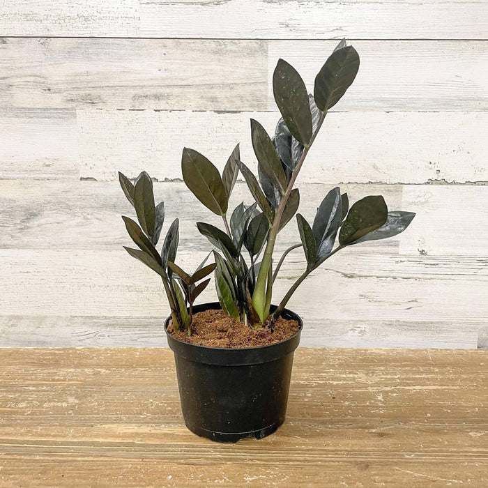 ZZ - Raven - 6-inch Pot - Hicks Nurseries