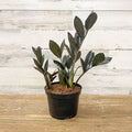 ZZ - Raven - 6-inch Pot - Hicks Nurseries