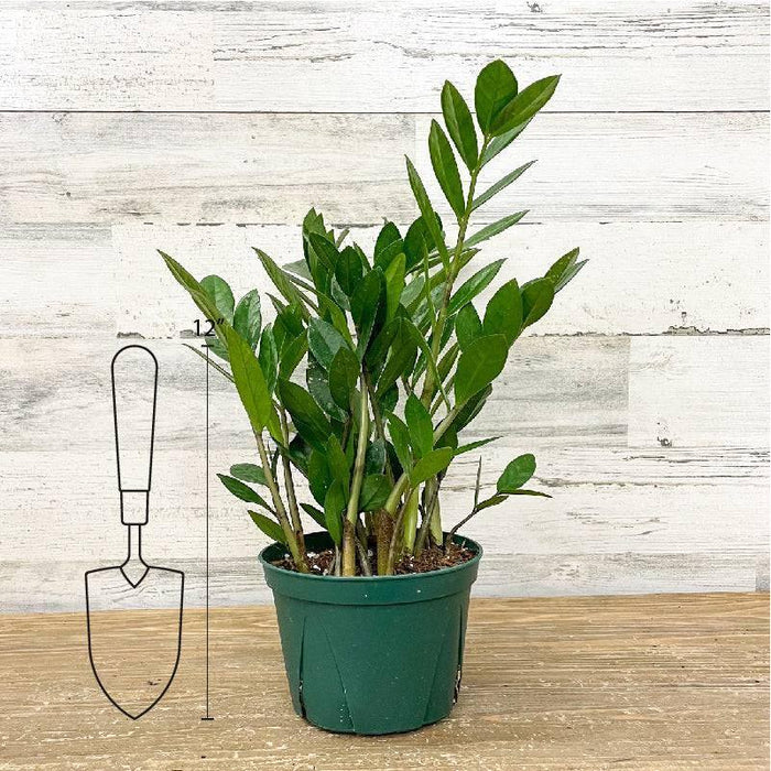 ZZ Plant - 6-inch Pot - Hicks Nurseries